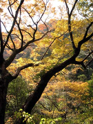 箕面公園の紅葉　日本漢文の世界