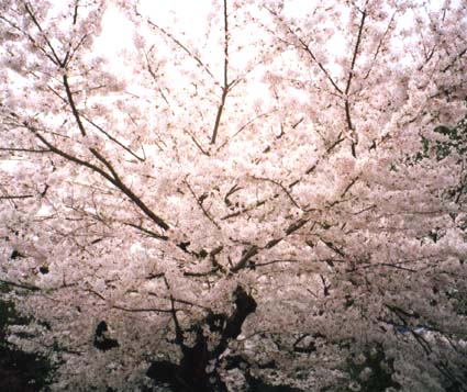 桜　日本漢文の世界