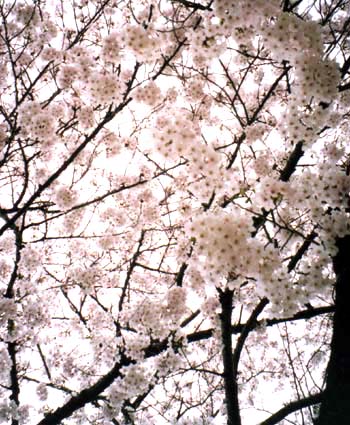 桜　日本漢文の世界
